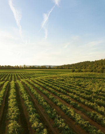 Crop field