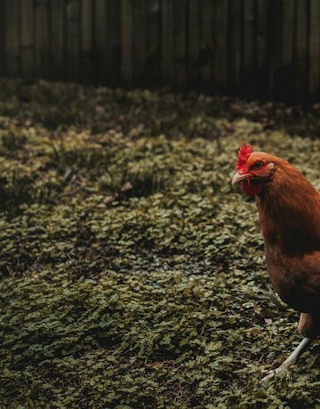 Poultry farm