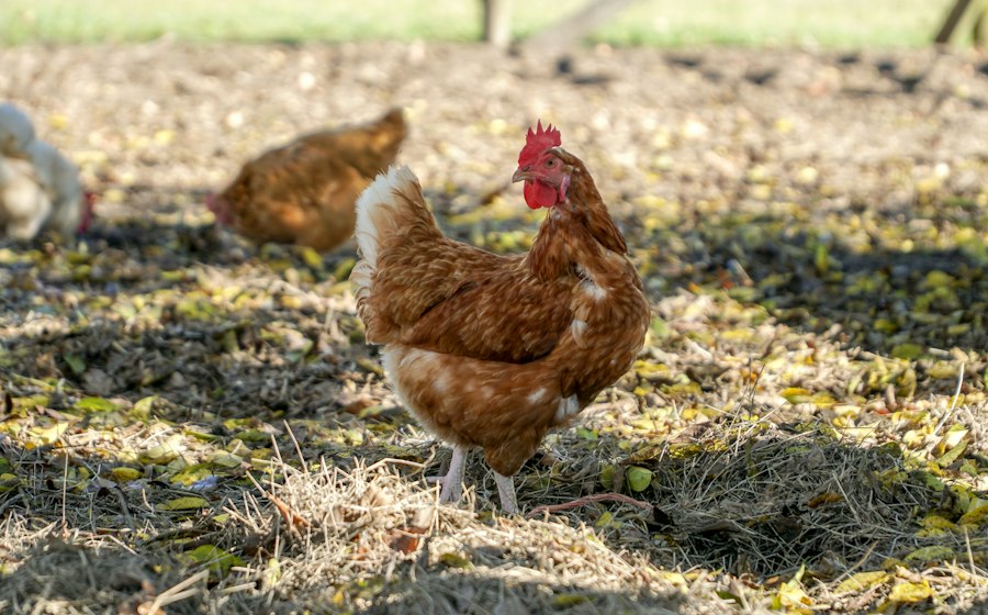Hen on a poultry farm